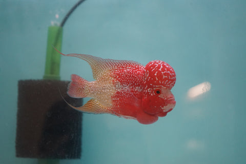 #4 Two Tones Super Red Dragon Male Flowerhorn (SRD 2 tones color)