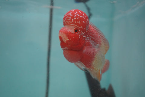 #4 Two Tones Super Red Dragon Male Flowerhorn (SRD 2 tones color)