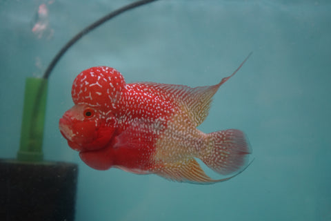 #4 Two Tones Super Red Dragon Male Flowerhorn (SRD 2 tones color)