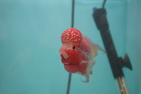 #4 Two Tones Super Red Dragon Male Flowerhorn (SRD 2 tones color)