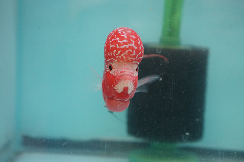 #4 Two Tones Super Red Dragon Male Flowerhorn (SRD 2 tones color)