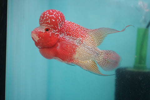 #4 Two Tones Super Red Dragon Male Flowerhorn (SRD 2 tones color)