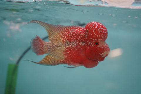 #4 Two Tones Super Red Dragon Male Flowerhorn (SRD 2 tones color)