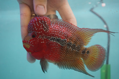 #5 Two Tones Super Red Dragon Male Flowerhorn (SRD 2 tones color)