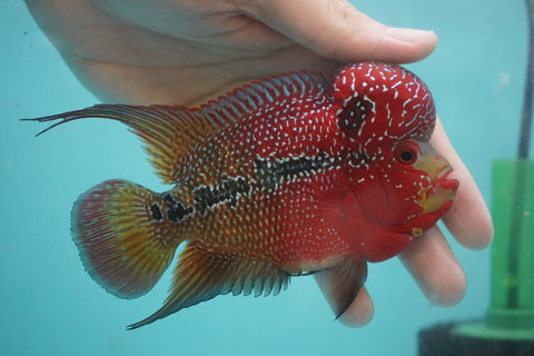 #5 Two Tones Super Red Dragon Male Flowerhorn (SRD 2 tones color)