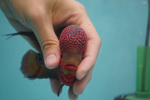 #5 Two Tones Super Red Dragon Male Flowerhorn (SRD 2 tones color)