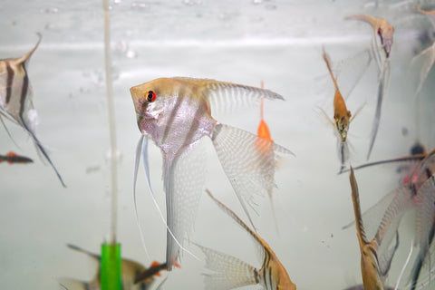 Long Veil Tail Angel Fish (Size Large)