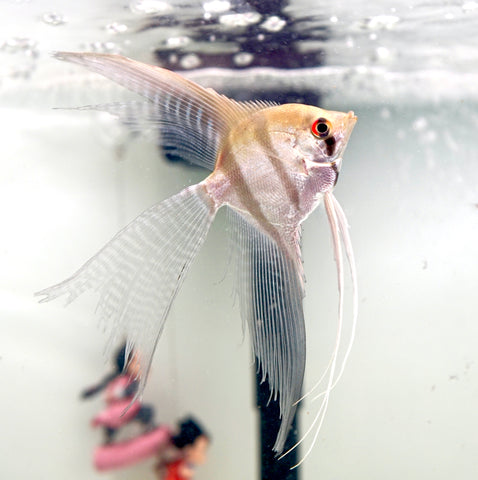 Long Veil Tail Angel Fish (Size Large)