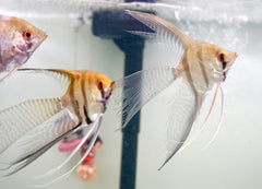 Long Veil Tail Angel Fish (Size Large)