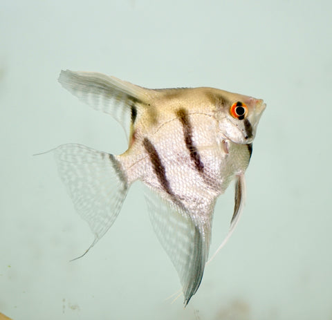 Mixed Color Angel Fish (Size Large)