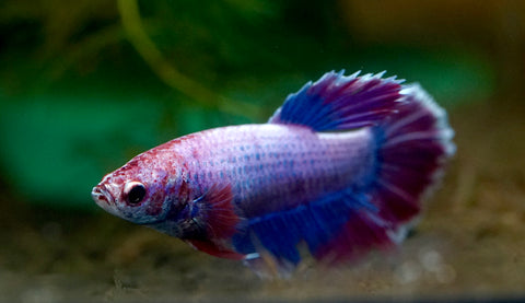 Sorority Mixed Color Female Betta Fish Halfmoon (Red, Copper