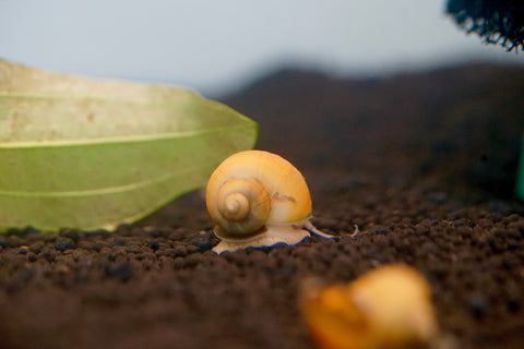 Mystery Snail ( Algae Eater Snail ) (Mixing Color: Gold, Black, Jade, White and Ivory)