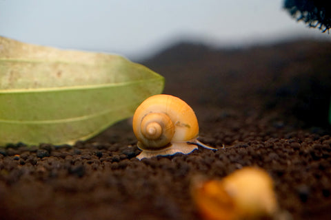 Mystery Snail ( Algae Eater Snail ) (Mixing Color: Gold, Black, Jade, White and Ivory)