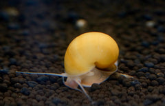 Mystery Snail ( Algae Eater Snail ) (Mixing Color: Gold, Black, Jade, White and Ivory)
