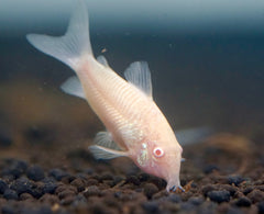 Albino Cory Cat Fish