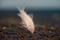 Albino Cory Cat Fish