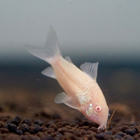 Albino Cory Cat Fish