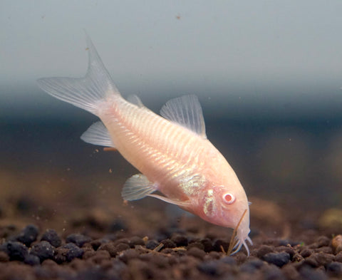 Albino Cory Cat Fish