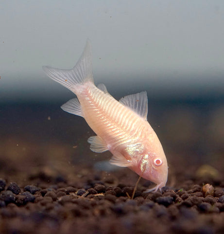 Albino Cory Cat Fish