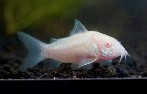 Albino Cory Cat Fish