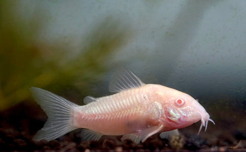 Albino Cory Cat Fish