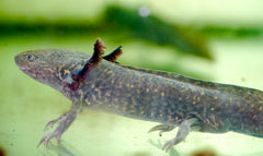 Wild Copper Axolotl Size 6” (Tail Included)