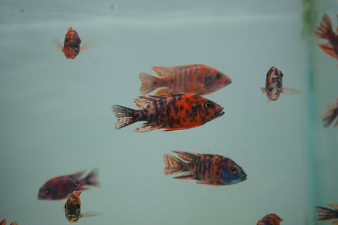 Red O.B Peacock African Cichlid Size 3”