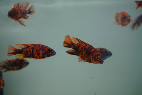 Red O.B Peacock African Cichlid Size 3”