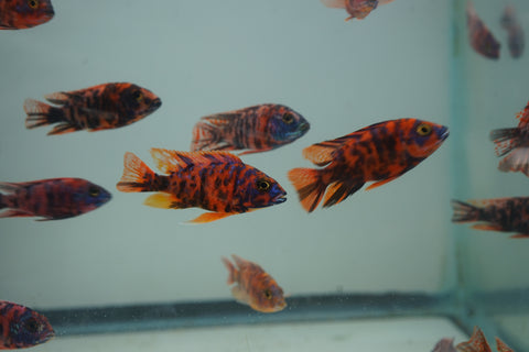 Red O.B Peacock African Cichlid Size 3”