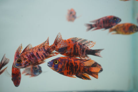 Red O.B Peacock African Cichlid Size 3”