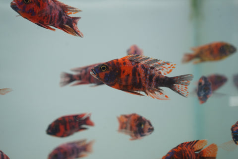 Red O.B Peacock African Cichlid Size 3”