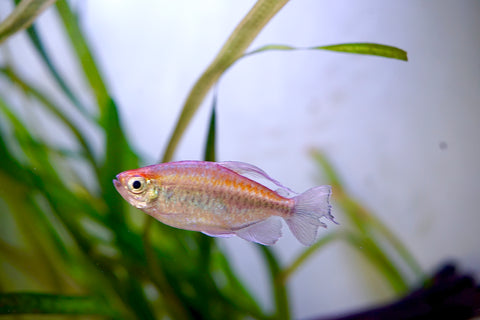 Congo Tetra Male