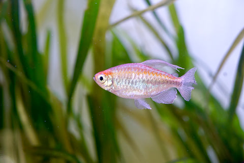 Congo Tetra Male