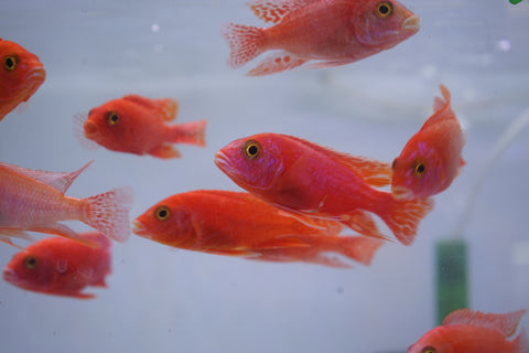 Strawberry Peacock African Cichlid Size 3”