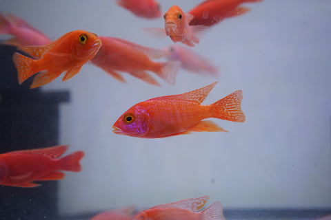 Strawberry Peacock African Cichlid Size 3”