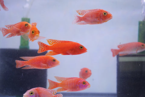 Strawberry Peacock African Cichlid Size 3”