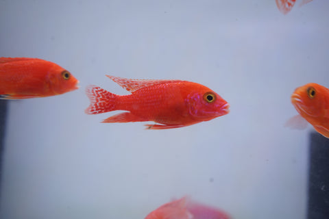 Strawberry Peacock African Cichlid Size 3”