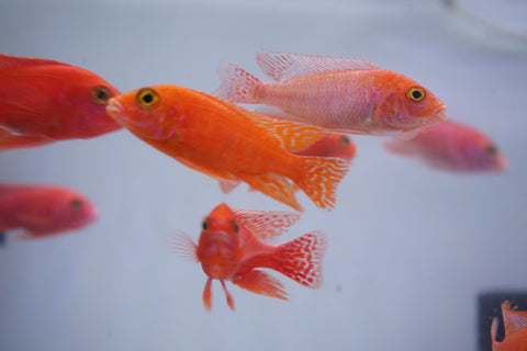 Strawberry Peacock African Cichlid Size 3”