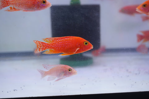 Strawberry Peacock African Cichlid Size 3”