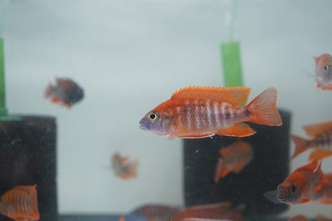 Red Jacob African Cichlid Size 3”