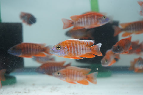 Red Jacob African Cichlid Size 3”