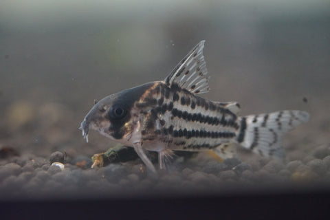 Schwartz Cory (Corydoras Schwartzi)