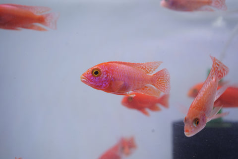 Strawberry Peacock African Cichlid Size 3”