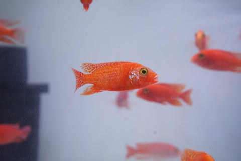 Strawberry Peacock African Cichlid Size 3”