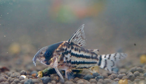 Schwartz Cory (Corydoras Schwartzi)