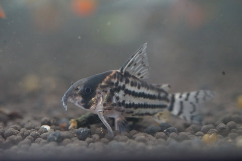 Schwartz Cory (Corydoras Schwartzi)