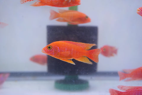 Strawberry Peacock African Cichlid Size 3”