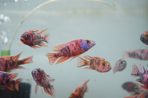 O.B Peacock African Cichlid Size 3”