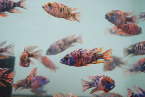 O.B Peacock African Cichlid Size 3”