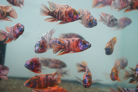 O.B Peacock African Cichlid Size 3”